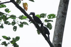 Anthracoceros malayanus