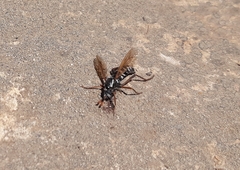 Mitrodetus dentitarsis