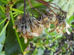 Alberta magna