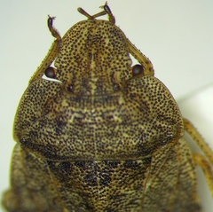 Sciocoris macrocephalus