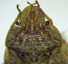 Sciocoris macrocephalus