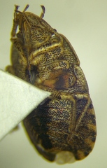 Sciocoris macrocephalus