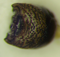 Sciocoris macrocephalus