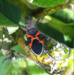 Lygaeus kalmii angustomarginatus