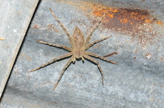Heteropoda boiei