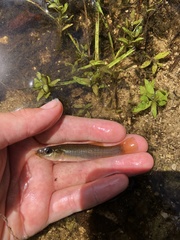 Fundulus seminolis