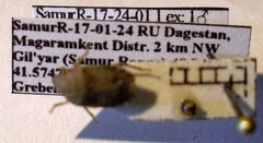 Sciocoris macrocephalus