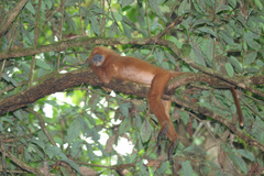 Presbytis rubicunda