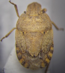 Sciocoris macrocephalus