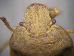 Sciocoris macrocephalus