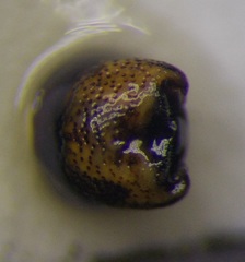 Sciocoris macrocephalus