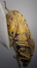 Sciocoris macrocephalus