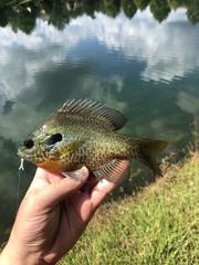 Lepomis auritus × macrochirus
