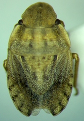 Sciocoris sulcatus