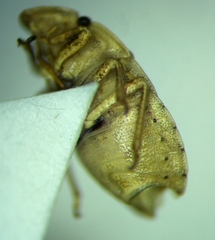 Sciocoris sulcatus