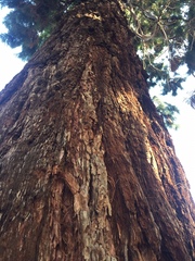 Sequoiadendron giganteum
