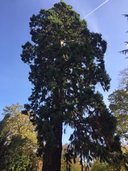 Sequoiadendron giganteum