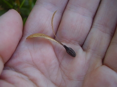 Alberta magna