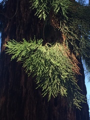 Sequoiadendron giganteum