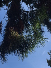 Sequoiadendron giganteum