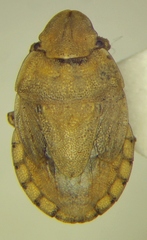 Sciocoris sulcatus