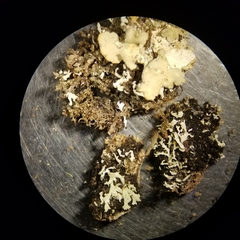 Heterodermia neglecta