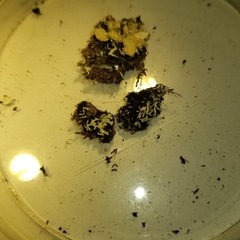 Heterodermia neglecta