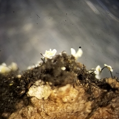 Heterodermia neglecta