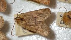 Conistra rubiginea