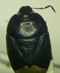 Sehirus morio