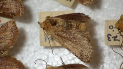 Conistra rubiginea