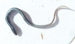 Chalcides chalcides