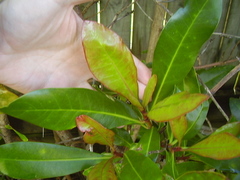 Alberta magna