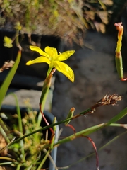 Moraea elsiae