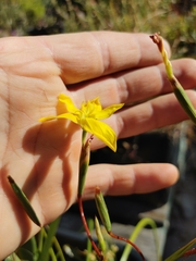Moraea elsiae