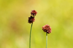 Juncus saximontanus
