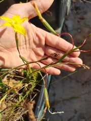Moraea elsiae