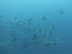 Mobula kuhlii