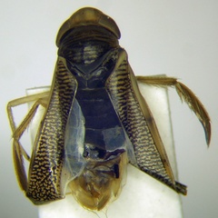 Sigara assimilis