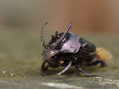 Proagoderus watanabei