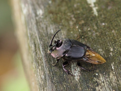 Proagoderus watanabei