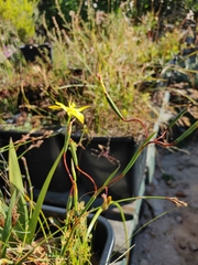 Moraea elsiae