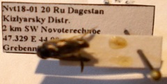 Sigara daghestanica