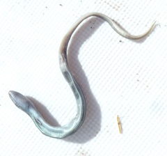 Chalcides chalcides