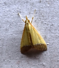 Pseudonoorda rubricostalis