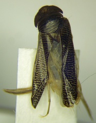 Sigara daghestanica