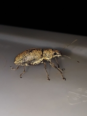 Naupactus versatilis