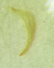 Sigara daghestanica