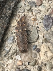 Pyractomena borealis