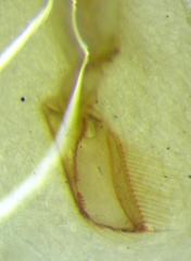 Sigara daghestanica